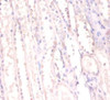 Immunohistochemistry of paraffin-embedded human kidney tissue using CSB-PA02704A0Rb at dilution of 1:100 Immunohistochemistry of paraffin-embedded human kidney tissue using CSB-PA02704A0Rb at dilution of 1:100