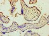 Immunohistochemistry of paraffin-embedded human placenta tissue using CSB-PA027127HA01HU at dilution of 1:100