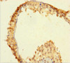 Immunohistochemistry of paraffin-embedded human testis tissue using CSB-PA027136LA01HU at dilution of 1:100