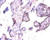 Immunohistochemistry of paraffin-embedded human placenta tissue using CSB-PA03075A0Rb at dilution of 1:100