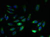 Immunofluorescent analysis of Hela cells using CSB-PA03075A0Rb at dilution of 1:100 and Alexa Fluor 488-congugated AffiniPure Goat Anti-Rabbit IgG (H+L)