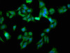 Immunofluorescence staining of HepG2 cells with CSB-PA03099A0Rb at 1:133, counter-stained with DAPI. The cells were fixed in 4% formaldehyde, permeabilized using 0.2% Triton X-100 and blocked in 10% normal Goat Serum. The cells were then incubated with the antibody overnight at 4°C. The secondary antibody was Alexa Fluor 488-congugated AffiniPure Goat Anti-Rabbit IgG (H+L) .