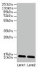 Western blot<br />
 All lanes: DAD1 antibody at 2µg/ml<br />
 Lane 1: EC109 whole cell lysate<br />
 Lane 2: 293T whole cell lysate<br />
 Secondary<br />
 Goat polyclonal to rabbit IgG at 1/15000 dilution<br />
 Predicted band size: 13 kDa<br />
 Observed band size: 13 kDa<br />