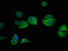 Immunofluorescent analysis of MCF-7 cells using CSB-PA03255A0Rb at dilution of 1:100 and Alexa Fluor 488-congugated AffiniPure Goat Anti-Rabbit IgG (H+L)