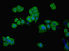 Immunofluorescent analysis of PC-3 cells using CSB-PA03255A0Rb at dilution of 1:100 and Alexa Fluor 488-congugated AffiniPure Goat Anti-Rabbit IgG (H+L)