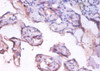 Immunohistochemistry of paraffin-embedded human placenta tissue using CSB-PA03257A0Rb at dilution of 1:100