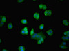 Immunofluorescent analysis of PC-3 cells using CSB-PA03324A0Rb at dilution of 1:100 and Alexa Fluor 488-congugated AffiniPure Goat Anti-Rabbit IgG (H+L)