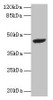 Western blot<br />
 All lanes: STARD7 antibody at 2µg/ml + PC-3 whole cell lysate<br />
 Secondary<br />
 Goat polyclonal to rabbit IgG at 1/10000 dilution<br />
 Predicted band size: 44 kDa<br />
 Observed band size: 44 kDa<br />