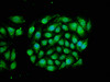 Immunofluorescence staining of A549 cells with CSB-PA03465A0Rb at 1:66, counter-stained with DAPI. The cells were fixed in 4% formaldehyde, permeabilized using 0.2% Triton X-100 and blocked in 10% normal Goat Serum. The cells were then incubated with the antibody overnight at 4°C. The secondary antibody was Alexa Fluor 488-congugated AffiniPure Goat Anti-Rabbit IgG (H+L) .