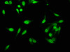 Immunofluorescence staining of Hela cells with CSB-PA03474A0Rb at 1:533, counter-stained with DAPI. The cells were fixed in 4% formaldehyde, permeabilized using 0.2% Triton X-100 and blocked in 10% normal Goat Serum. The cells were then incubated with the antibody overnight at 4°C. The secondary antibody was Alexa Fluor 488-congugated AffiniPure Goat Anti-Rabbit IgG (H+L) .