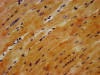 IHC image of CSB-PA03484A0Rb diluted at 1:1200 and staining in paraffin-embedded human heart tissue performed on a Leica BondTM system. After dewaxing and hydration, antigen retrieval was mediated by high pressure in a citrate buffer (pH 6.0) . Section was blocked with 10% normal goat serum 30min at RT. Then primary antibody (1% BSA) was incubated at 4°C overnight. The primary is detected by a biotinylated secondary antibody and visualized using an HRP conjugated SP system.