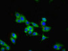 Immunofluorescent analysis of Hela cells using CSB-PA03729A0Rb at dilution of 1:100 and Alexa Fluor 488-congugated AffiniPure Goat Anti-Rabbit IgG (H+L)