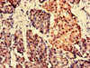 Immunohistochemistry analysis of human pancreatic tissue using CSB-PA03729A0Rb at dilution of 1:100