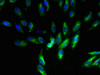 Immunofluorescent analysis of Hela cells using CSB-PA03785A0Rb at dilution of 1:100 and Alexa Fluor 488-congugated AffiniPure Goat Anti-Rabbit IgG (H+L)
