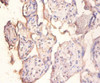 Immunohistochemistry of paraffin-embedded human placenta tissue using CSB-PA03834A0Rb at dilution of 1:100