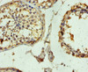 Immunohistochemistry of paraffin-embedded human testis tissue using CSB-PA03874A0Rb at dilution of 1:100