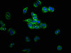 Immunofluorescent analysis of HepG2 cells using CSB-PA03879A0Rb at dilution of 1:100 and Alexa Fluor 488-congugated AffiniPure Goat Anti-Rabbit IgG (H+L)