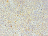 Immunohistochemistry of paraffin-embedded human tonsil tissue using CSB-PA03909A0Rb at dilution of 1:100
