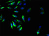 Immunofluorescent analysis of Hela cells using CSB-PA04114A0Rb at dilution of 1:100 and Alexa Fluor 488-congugated AffiniPure Goat Anti-Rabbit IgG (H+L)