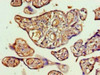 Immunohistochemistry of paraffin-embedded human placenta tissue using CSB-PA04275A0Rb at dilution of 1:100