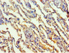 Immunohistochemistry of paraffin-embedded human lung tissue using CSB-PA04275A0Rb at dilution of 1:100