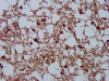 IHC image of CSB-PA05027A0Rb diluted at 1:200 and staining in paraffin-embedded human brain tissue performed on a Leica BondTM system. After dewaxing and hydration, antigen retrieval was mediated by high pressure in a citrate buffer (pH 6.0) . Section was blocked with 10% normal goat serum 30min at RT. Then primary antibody (1% BSA) was incubated at 4°C overnight. The primary is detected by a biotinylated secondary antibody and visualized using an HRP conjugated SP system.