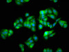 Immunofluorescence staining of HepG2 cells with CSB-PA05027A0Rb at 1:66, counter-stained with DAPI. The cells were fixed in 4% formaldehyde, permeabilized using 0.2% Triton X-100 and blocked in 10% normal Goat Serum. The cells were then incubated with the antibody overnight at 4°C. The secondary antibody was Alexa Fluor 488-congugated AffiniPure Goat Anti-Rabbit IgG (H+L) .