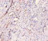 Immunohistochemistry of paraffin-embedded human kidney tissue using CSB-PA05154A0Rb at dilution of 1:100