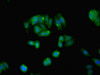 Immunofluorescent analysis of HepG2 cells using CSB-PA05154A0Rb at dilution of 1:100 and Alexa Fluor 488-congugated AffiniPure Goat Anti-Rabbit IgG (H+L)