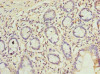 Immunohistochemistry of paraffin-embedded human small intestine tissue using CSB-PA05339A0Rb at dilution of 1:100