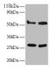 Western blot<br />
 All lanes: ERP29 antibody at 2µg/ml<br />
 Lane 1: EC109 whole cell lysate<br />
 Lane 2: 293T whole cell lysate<br />
 Secondary<br />
 Goat polyclonal to rabbit IgG at 1/15000 dilution<br />
 Predicted band size: 29, 6 kDa<br />
 Observed band size: 29, 55 kDa<br />