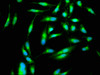 Immunofluorescence staining of Hela cells with CSB-PA05437A0Rb at 1:266, counter-stained with DAPI. The cells were fixed in 4% formaldehyde, permeabilized using 0.2% Triton X-100 and blocked in 10% normal Goat Serum. The cells were then incubated with the antibody overnight at 4°C. The secondary antibody was Alexa Fluor 488-congugated AffiniPure Goat Anti-Rabbit IgG (H+L) .