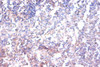 Immunohistochemistry of paraffin-embedded human spleen tissue using CSB-PA05455A0Rb at dilution of 1:100