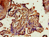 IHC image of CSB-PA05749A0Rb diluted at 1:800 and staining in paraffin-embedded human placenta tissue performed on a Leica BondTM system. After dewaxing and hydration, antigen retrieval was mediated by high pressure in a citrate buffer (pH 6.0) . Section was blocked with 10% normal goat serum 30min at RT. Then primary antibody (1% BSA) was incubated at 4°C overnight. The primary is detected by a biotinylated secondary antibody and visualized using an HRP conjugated SP system.