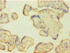 Immunohistochemistry of paraffin-embedded human placenta tissue using CSB-PA05824A0Rb at dilution of 1:100