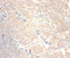 Immunohistochemistry of paraffin-embedded human lymph node tissue using CSB-PA05909A0Rb at dilution of 1:100