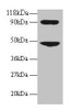 Western blot<br />
 All lanes: CCL7 antibody at 2µg/ml + 293T whole cell lysate<br />
 Secondary<br />
 Goat polyclonal to rabbit IgG at 1/15000 dilution<br />
 Predicted band size: 12 kDa<br />
 Observed band size: 48, 90 kDa<br />