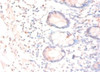 Immunohistochemistry of paraffin-embedded human small intestine tissue using CSB-PA06039A0Rb at dilution of 1:50