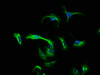 Immunofluorescence staining of U251 cells with CSB-PA06039A0Rb at 1:133, counter-stained with DAPI. The cells were fixed in 4% formaldehyde, permeabilized using 0.2% Triton X-100 and blocked in 10% normal Goat Serum. The cells were then incubated with the antibody overnight at 4°C. The secondary antibody was Alexa Fluor 488-congugated AffiniPure Goat Anti-Rabbit IgG (H+L) .