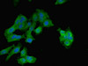 Immunofluorescent analysis of Hela cells using CSB-PA06337A0Rb at dilution of 1:100 and Alexa Fluor 488-congugated AffiniPure Goat Anti-Rabbit IgG (H+L)
