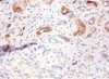Immunohistochemistry of paraffin-embedded human kidney tissue using CSB-PA06369A0Rb at dilution of 1:100