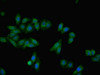 Immunofluorescent analysis of HepG2 cells using CSB-PA06369A0Rb at dilution of 1:100 and Alexa Fluor 488-congugated AffiniPure Goat Anti-Rabbit IgG (H+L)