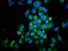 Immunofluorescence staining of Hela cells with CSB-PA06867A0Rb at 1:200, counter-stained with DAPI. The cells were fixed in 4% formaldehyde, permeabilized using 0.2% Triton X-100 and blocked in 10% normal Goat Serum. The cells were then incubated with the antibody overnight at 4°C. The secondary antibody was Alexa Fluor 488-congugated AffiniPure Goat Anti-Rabbit IgG (H+L) .