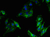 Immunofluorescent analysis of Hela cells using CSB-PA06899A0Rb at dilution of 1:100 and Alexa Fluor 488-congugated AffiniPure Goat Anti-Rabbit IgG (H+L)