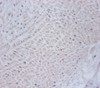 Immunohistochemistry of paraffin-embedded human umbilical cord tissue using CSB-PA06937A0Rb at dilution of 1:100