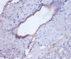 Immunohistochemistry of paraffin-embedded human liver tissue using CSB-PA06974A0Rb at dilution of 1:100