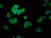 Immunofluorescence staining of MCF-7 cells with CSB-PA06997A0Rb at 1:100, counter-stained with DAPI. The cells were fixed in 4% formaldehyde, permeabilized using 0.2% Triton X-100 and blocked in 10% normal Goat Serum. The cells were then incubated with the antibody overnight at 4°C. The secondary antibody was Alexa Fluor 488-congugated AffiniPure Goat Anti-Rabbit IgG (H+L) .