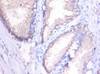 Immunohistochemistry of paraffin-embedded human spleen tissue using CSB-PA07009A0Rb at dilution of 1:100