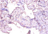 Immunohistochemistry of paraffin-embedded human placenta tissue using CSB-PA07009A0Rb at dilution of 1:100