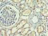 Immunohistochemistry of paraffin-embedded human kidney tissue using CSB-PA07057A0Rb at dilution of 1:100